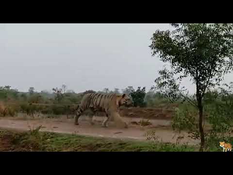 Bhupalpalli Villagers Tiger