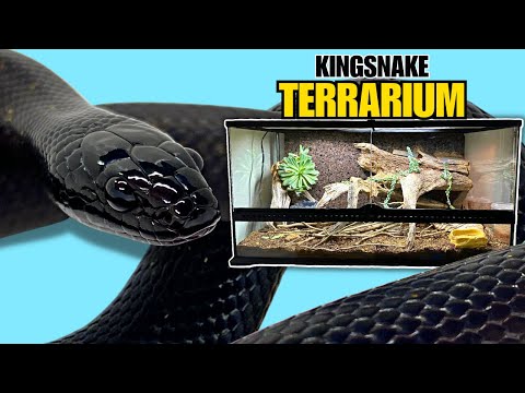 UPGRADING MY MEXICAN BLACK KINGSNAKE INTO BIG TERRARIUM + Exo Terra Moisture Retaining Ceramic Caves