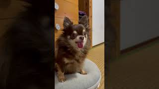 可愛いチワワが振り向くだけの動画#chihuahua