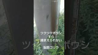 果たしてツクツクボウシを捕まえられるか！？