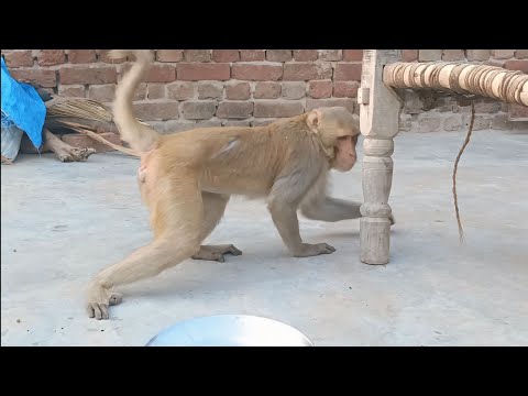 बंदर | Bandar | Monkey | Bandar Ki Comedy | Monkey Video | Monkey Sounds | बंदर वाला