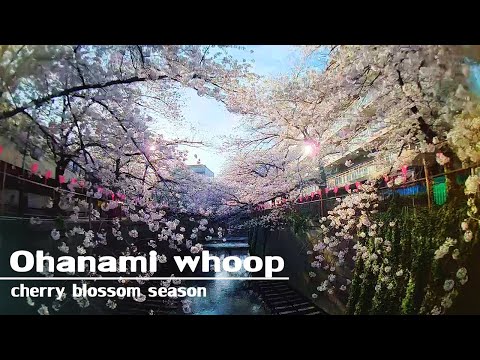 Ohanami whoop