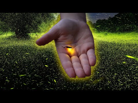 The Magical Glow of Fireflies