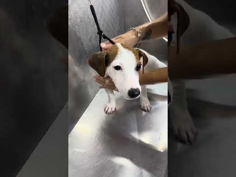 OLLY 💙🐶 un piccolo cucciolo di Jack Russell che affronta per la prima volta il bagnetto, un po di