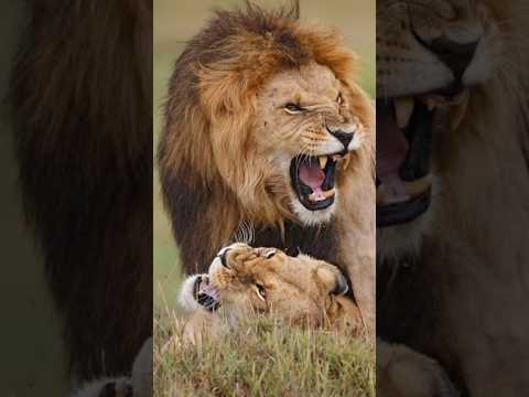 Have You Ever Seen Lions Mating || #wildlife #lion #animals #trending #shortsvideo #shorts