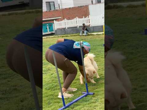 Getting Chow Chow ready for agility  #chowchow #dog #shorts