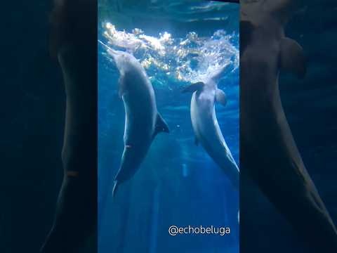 POV: You found the Disney World dolphins 😍🐬