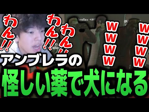 餡ブレラの怪しい薬を飲み犬になる高木 【餡ブレラ/ストグラ/GTA5】