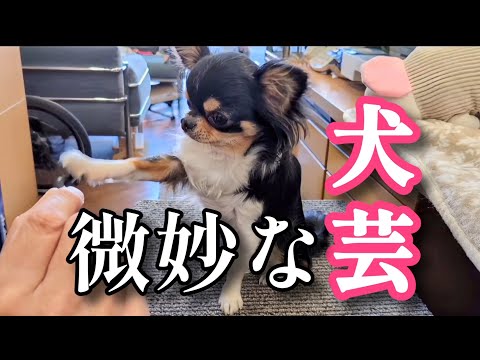 微妙な芸を教え込まれる愛犬チワワの様子