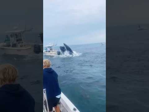 A Humpback Whale Leaping Onto A Boat || #whale #ocean #sea #wildlife #trending #ytshorts #shorts