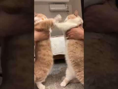 Adorable Duo: Cats Dance & Play Fight! 😸🎶  #catsoftiktok #cutepet  #babiesoftiktok #laughoutloudcats