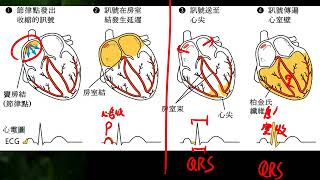 10601高三選修生物ch5 2 04心音與心電圖三捷