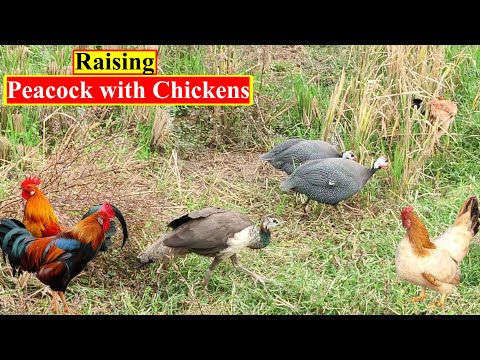 Raising Peacock with Backyard Chickens | Young Peacock Video | Birds and Animals Planet