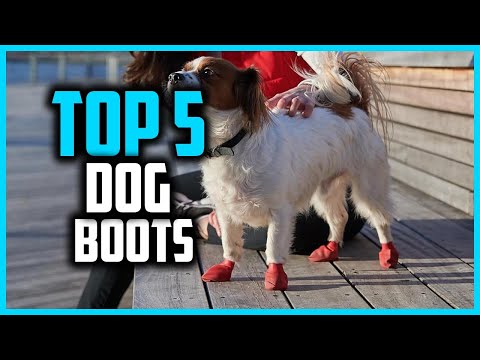 ✅Top 5 Best Dog Boots in 2025