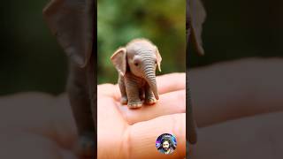 Before & After Animals Growing Up. Amazing Animal Transformation 💥 #short #tiktok #animals