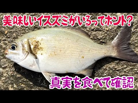 美味しいイスズミがいるってホント？真実を食べて確認