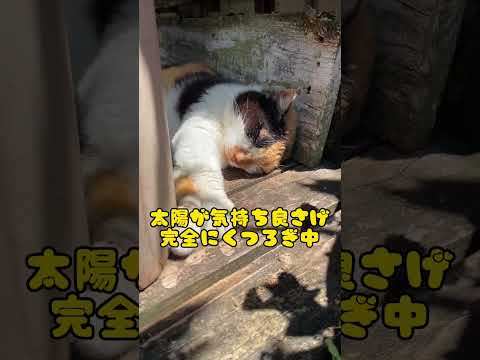 全くやる気のない看板猫。【浜辺の茶屋】 #shorts #cat #ねこ #沖縄