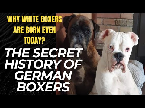 The secrets of German Boxer Dog history...