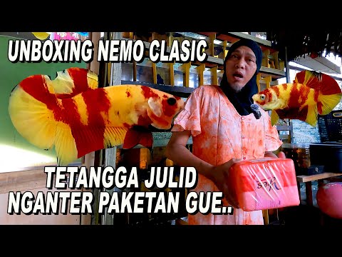 BELI IKAN CUPANG KESUKAAN NEMO CLASICC