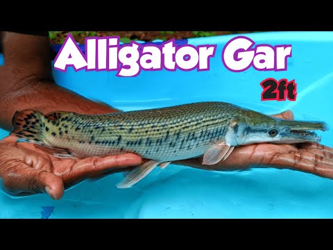 Alligator Gar ടാങ്കിൽ നിന്നും പുറത്തുചാടിയപ്പോൾ 😱😱😱