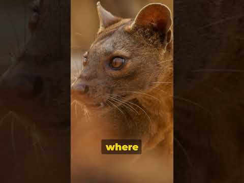 Fascinating Fossa: Madagascar's Top Predator