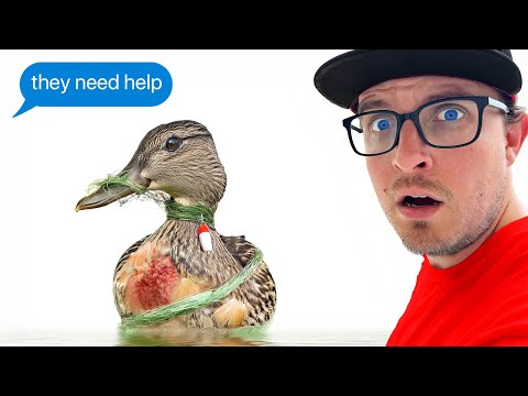 I Rescued These Ducks Just In Time!