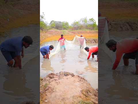 Lots of fishes catching frying and eating #shorts #cooking #fishing #fish