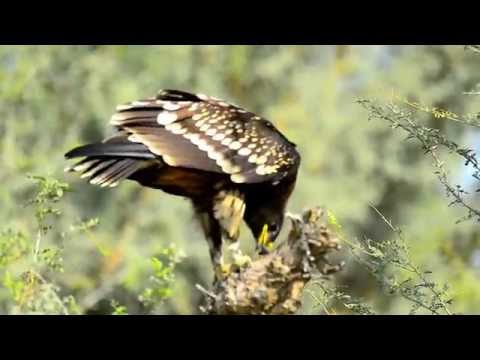 Greater Spotted Eagle  (Clanga clanga)