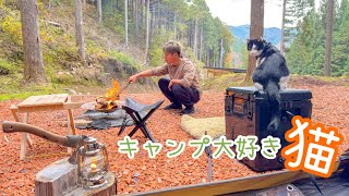 キャンプ場育ちの猫とのんびりソロキャンプ♪【猫キャンプ】