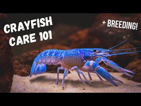 How to KEEP & BREED CRAYFISH || Beginner Crayfish Care!