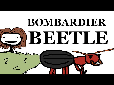 The Bombardier Beetle