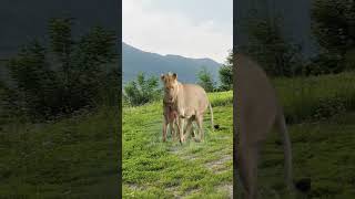 Wildebeest calf acts cute to lion, confusing animal behavior, animal highlights