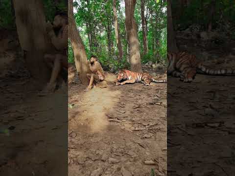 Open tiger #wildlife #tiger #vfxshorts