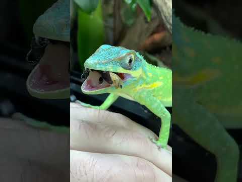 BLUE BEAUTY ANOLE CRUNCHES A BEETLE ASMR EXPERIENCE!