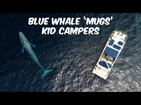 Blue Whale 'Mugs' Kid Campers! | Whale Watching Near Dana Point, CA