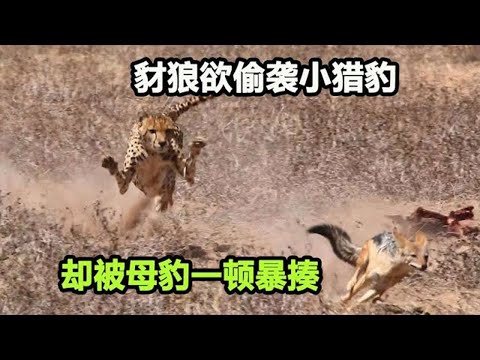 豺狼为捕杀小猎豹，使出调虎离山之计，没想到母豹早已看穿一切