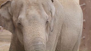 Remembering Asian Elephant Shanthi at the Smithsonian's National Zoo