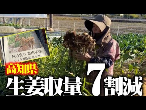 県内不作の生姜【ひろちゃん農園】は・・？来年の春にむけて生姜と里芋を土中保存します【生姜】【タケノコ芋】【八つ頭】