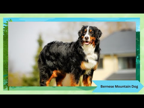 Bernese Mountain Dog: The Gentle Giant of the Alps 🏔️🐕 Everything You Need to Know!