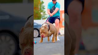 Amazing Pitbull Dog Transformation| #shorts #shortsfeed #pitbull #animals #dog #kangal