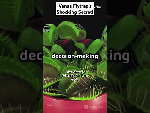 Venus Flytrap's Shocking Secret! #ytshorts #facts  #insects #plants #science