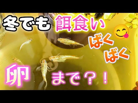 【メダカ】暖かいけど越冬は今年くるの？寒波来そう！餌食いばくばく😋 #めだか#冬越し#ヒミツヘイキ#越冬