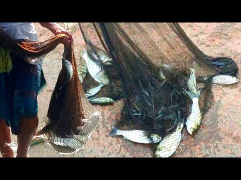 Unbelievable Cast Net Fishing | lot of Carp fishing video | amazing net fishing