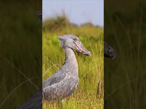 This #lapwing in Mambamba Swamp, #Uganda was giving this #shoebill stork a run for its money!