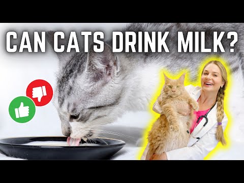 Why Cats Should NOT Drink Cows Milk? | Myth Busted! Vet Simply Explains