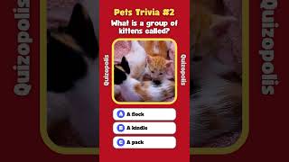 Pets Trivia Quiz 🐶 Question Number 2