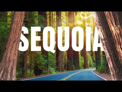 AVOID Sequoia | TOP 5 Reasons in 2024