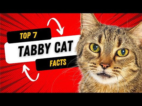 7 Fun Facts About Tabby Cats