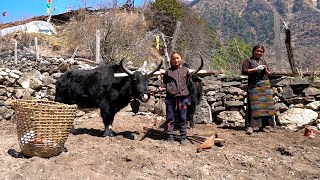 Tibetan Village Life high in the Himalayas. Life in the mountains