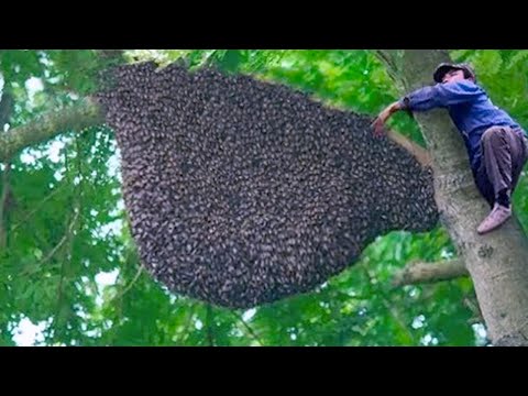 15 Most Amazing Nests In The Animal World